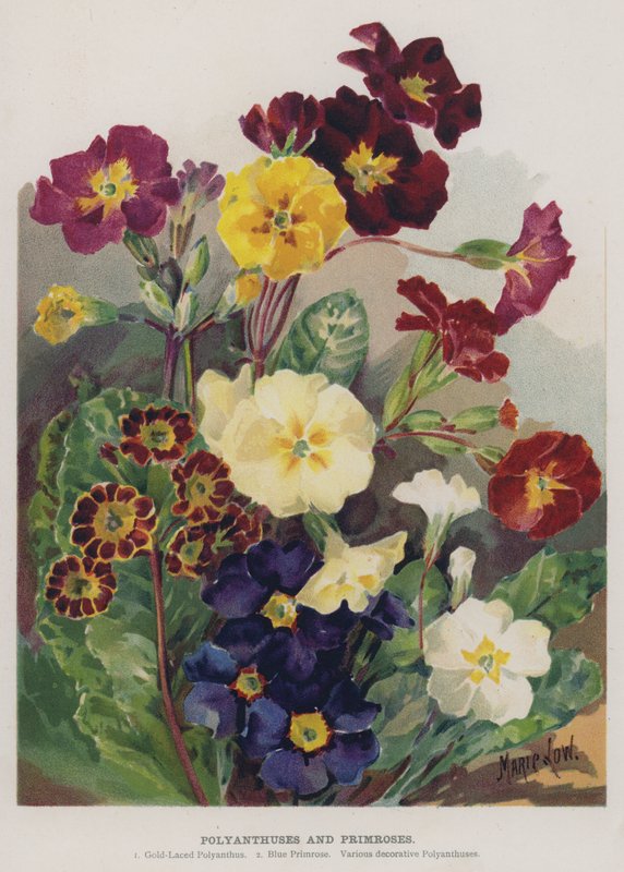 Polyanthes und Primeln von Marie Low