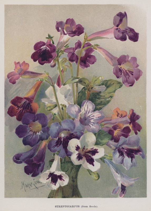 Streptocarpus, aus Samen von Marie Low