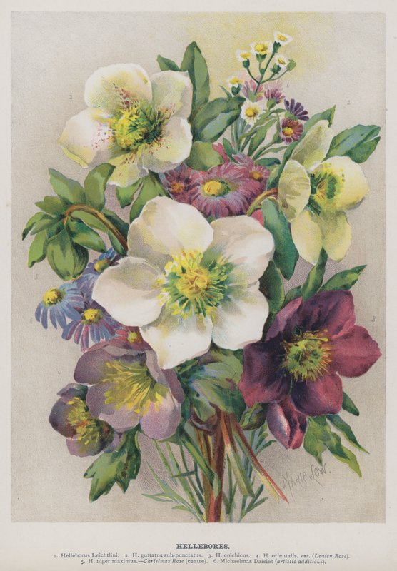 Nieswurz von Marie Low