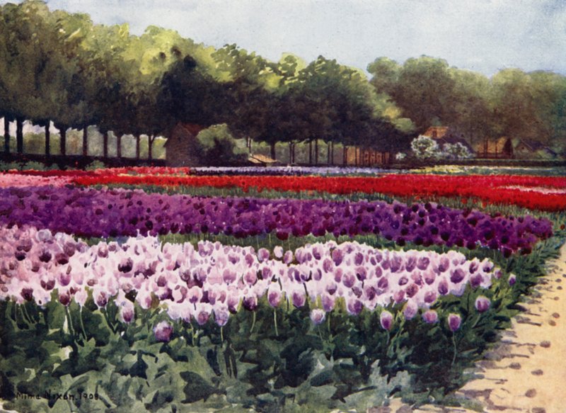 Darwin-Tulpen von Mima Nixon