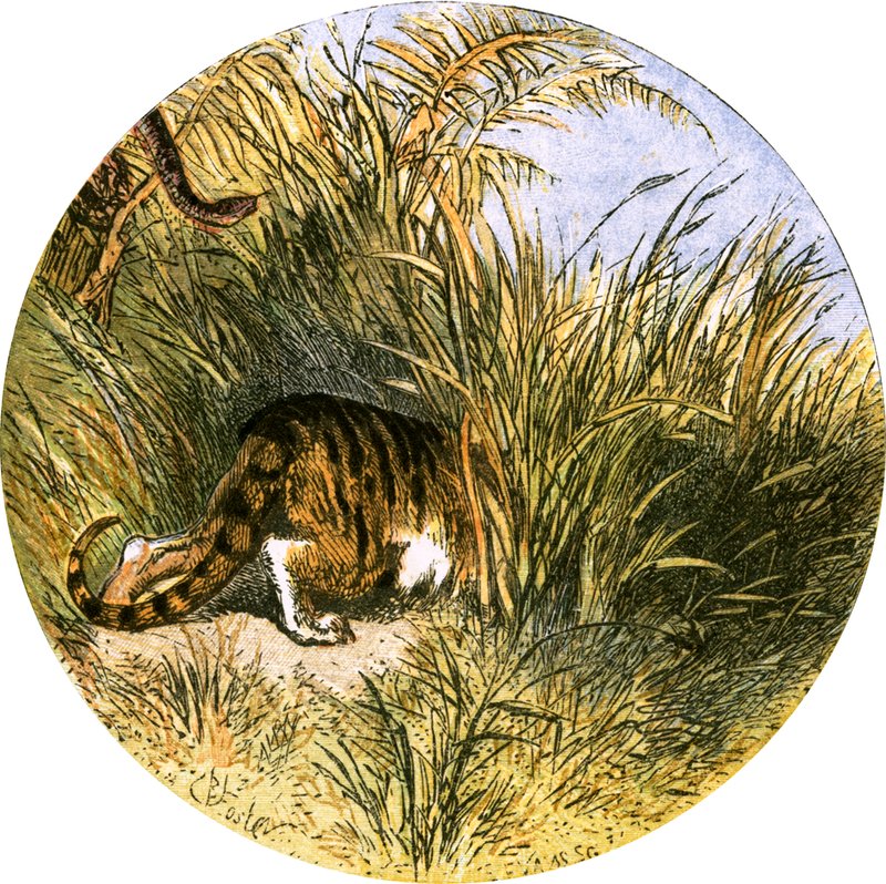 Illustration für 
