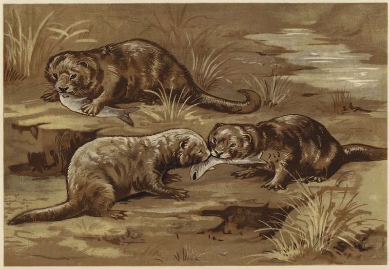 Über Otter von N. Parker