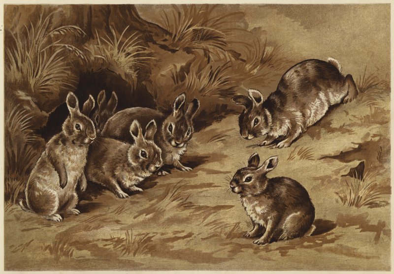 Baby-Kaninchen von N. Parker