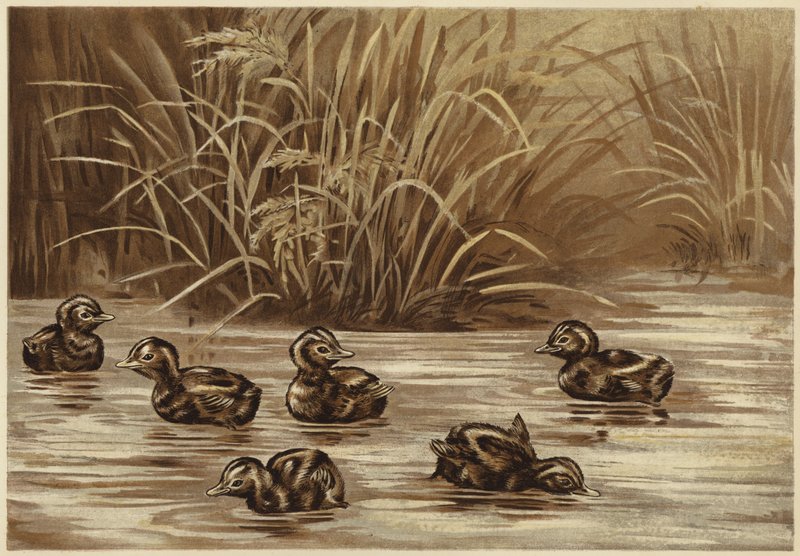 Zwergtaucher von N. Parker