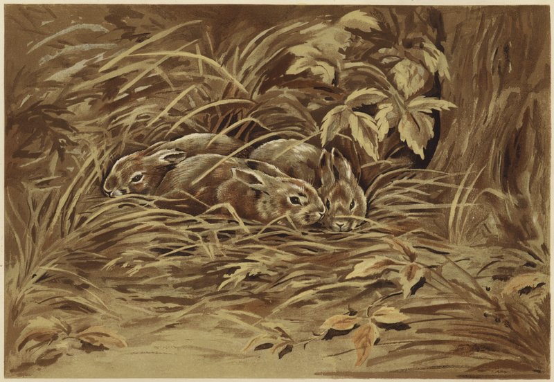 Kleine Hasen von N. Parker