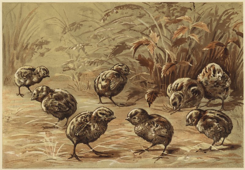 Rebhuhnmutter von N. Parker