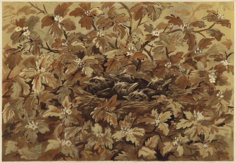 Die Amsel zu Hause von N. Parker