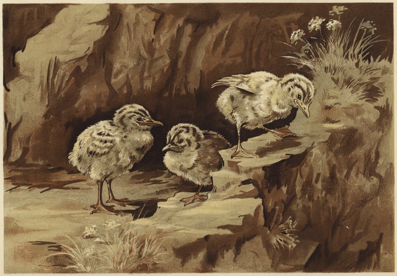 Der Möwenfelsen von N. Parker