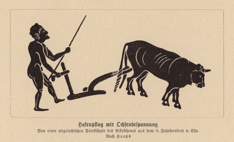 Antiker griechischer Ochsenpflug von Nikosthenes
