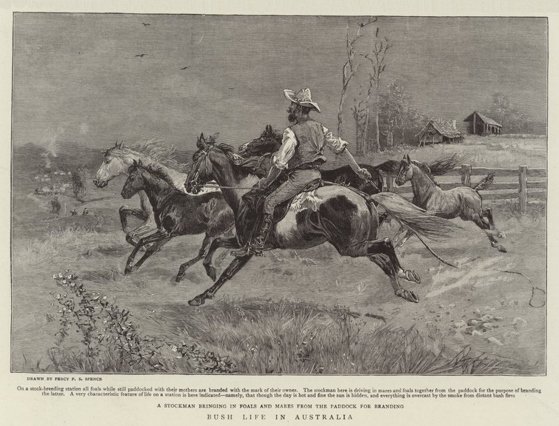 Buschleben in Australien von Percy F.S. Spence