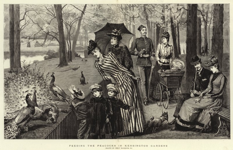 Pfauen füttern in den Kensington Gardens (Gravur) von Percy Macquoid