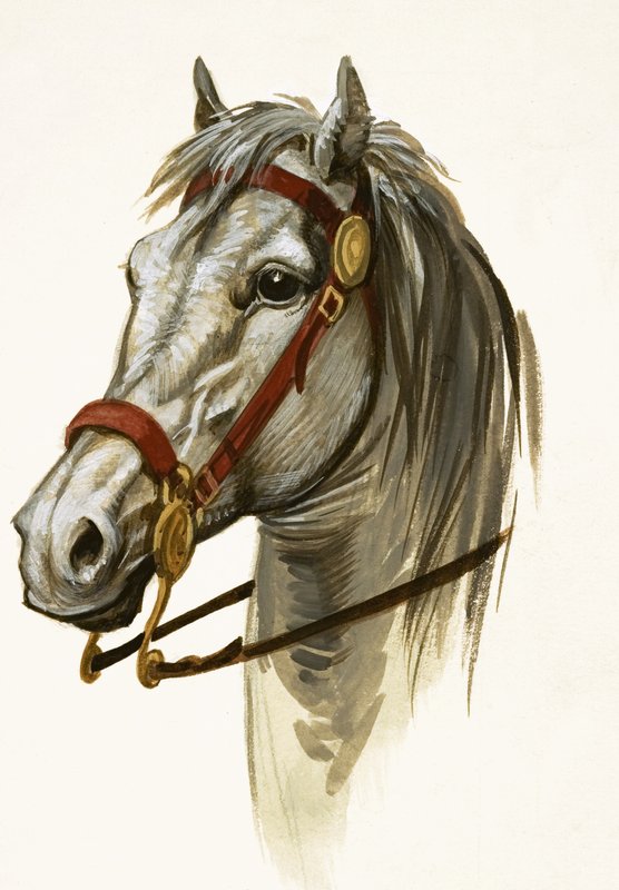 Unidentifiziertes Pferd von Peter Jackson