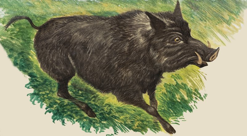Als sie jung waren von Peter Jackson