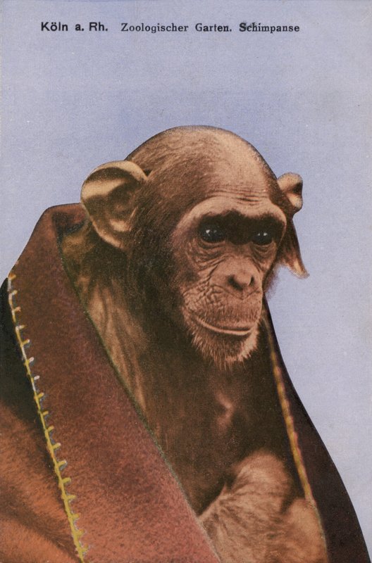 Kölner Zoo, Schimpanse von Photographer German