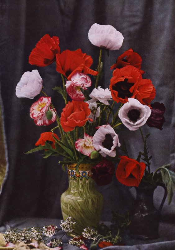 Vase mit Mohnblumen von Photographer German