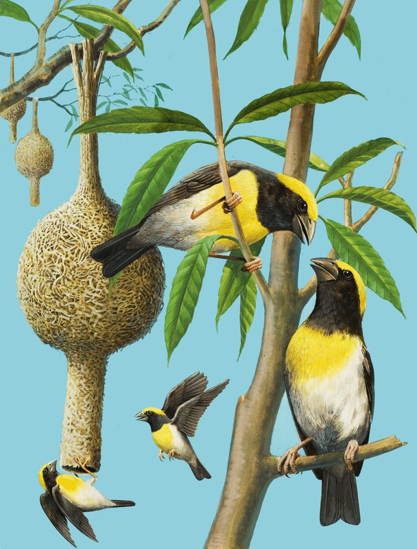 Vögel, die weben von R.B. Davis