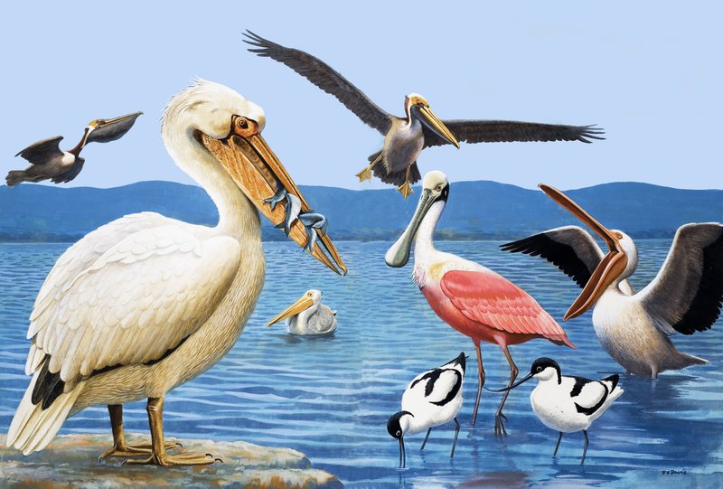 Vögel mit seltsamen Schnäbeln von R.B. Davis