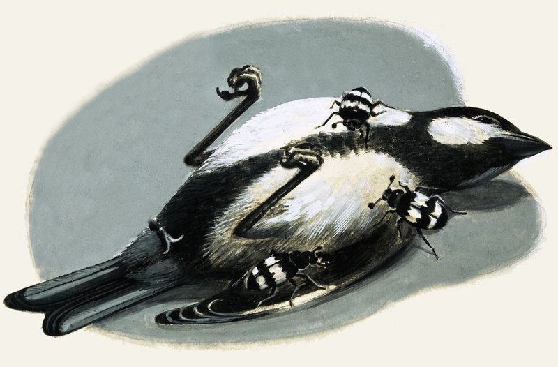Toter Vogel wird von Käfern gefressen von R.B. Davis