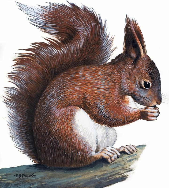 Rotes Eichhörnchen von R.B. Davis
