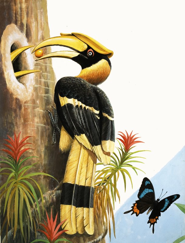 Das Nashornvogel von R.B. Davis