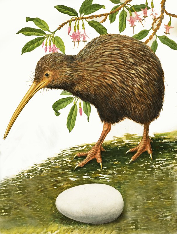 Der Kiwi von R.B. Davis