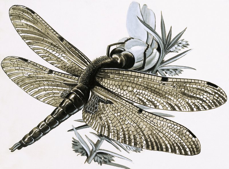 Die Libelle von R.B. Davis