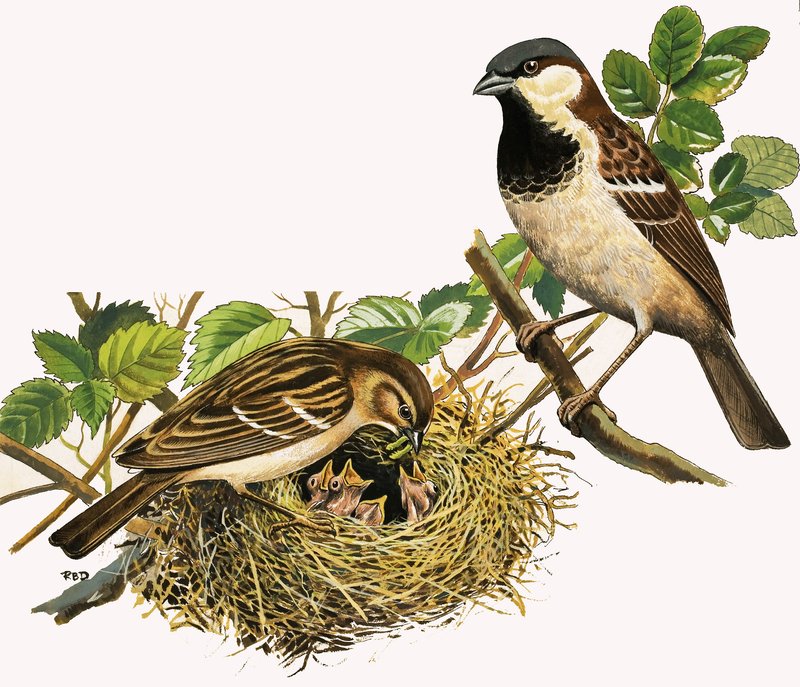 Unidentifizierte Vögel füttern Küken von R.B. Davis