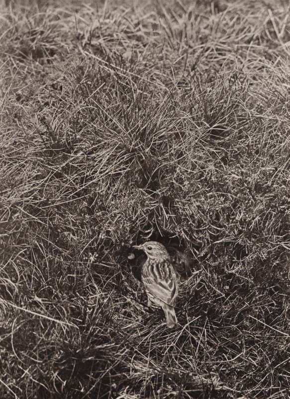 Wiesenpieper von Richard and Cherry Kearton