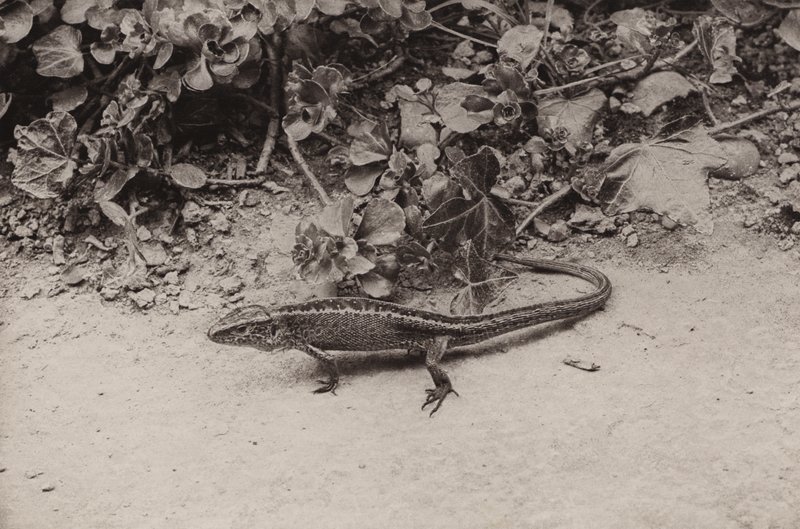 Zauneidechse von Richard and Cherry Kearton