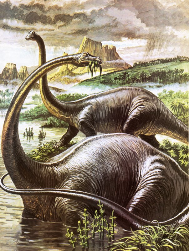 Diplodocus von Roger Payne