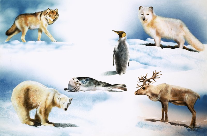 Tiere der Arktis von Rudolf Sablic