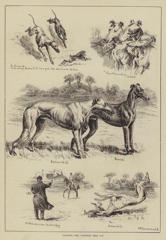Coursing, der Gosforth Gold Cup von S.T. Dadd
