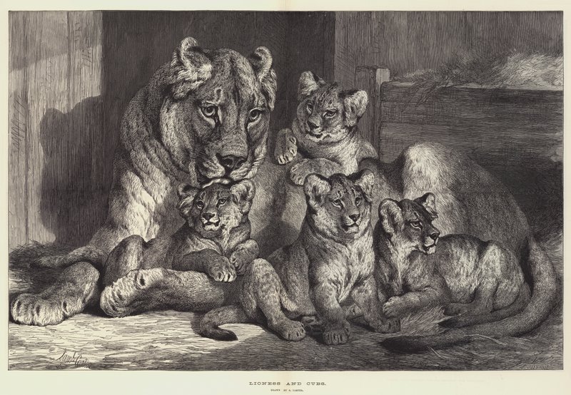 Löwin und Junge von Samuel John Carter
