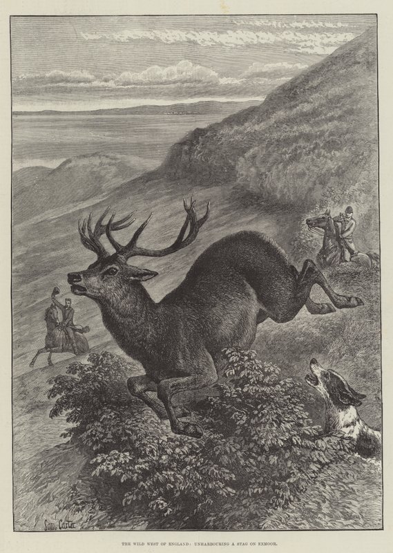 Der Wilde Westen Englands, ein Hirsch auf Exmoor von Samuel John Carter
