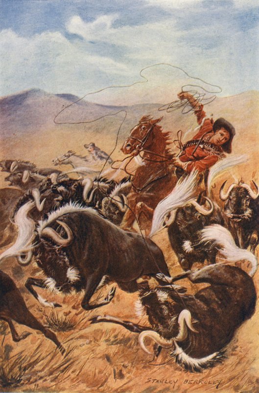 Cowboy fängt Moschusochsen mit dem Lasso von Stanley (after) Berkeley
