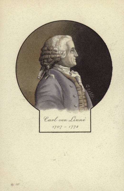 Carl von Linné (1707-1778), schwedischer Botaniker und Zoologe von Swedish School