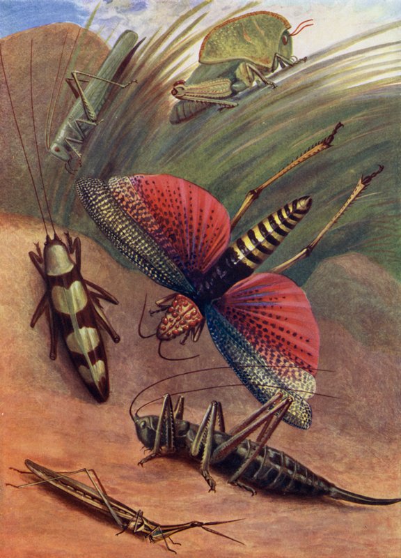 Eine Gruppe von Heuschrecken von Theobald Carreras