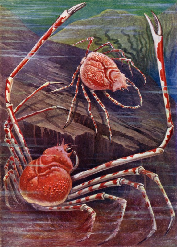 Die Riesenkrebs von Japan von Theobald Carreras