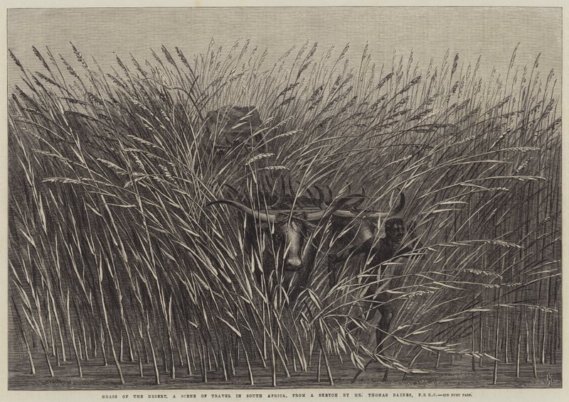 Gras der Wüste, eine Reiseszene in Südafrika von Thomas Baines