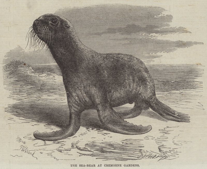 Der Seebär in den Cremorne Gardens von Thomas W. Wood