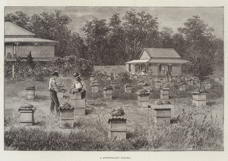 Eine Imkerei in Queensland von Thomas Harrington Wilson