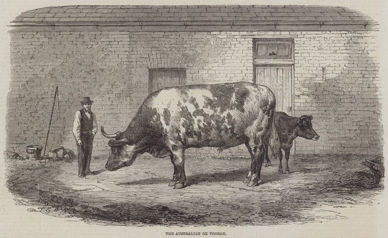 Der australische Ochse Tooran von Thomas Harrington Wilson