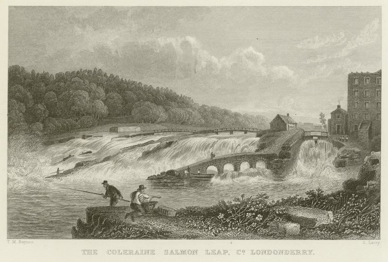 Der Lachsprung von Coleraine von Thomas Mann Baynes