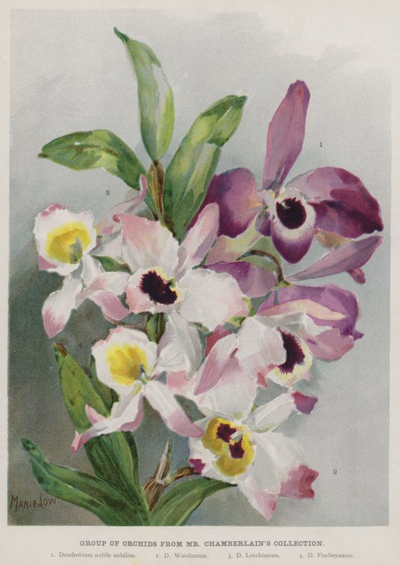 Gruppe von Orchideen aus der Sammlung von Mr. Chamberlain von Unbekannt Unbekannt