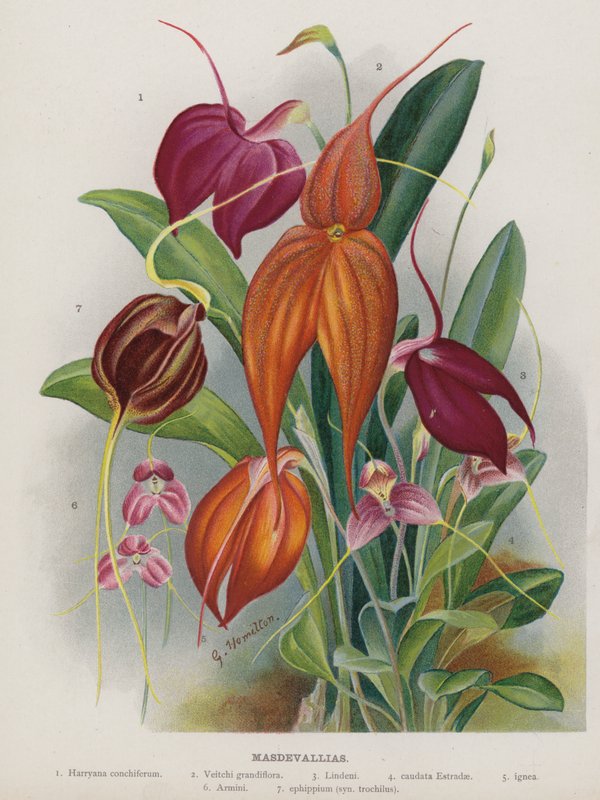Masdevallias von Unbekannt Unbekannt