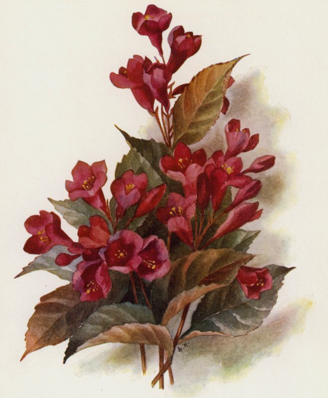 Weigela v Eva Rathke von Unbekannt Unbekannt