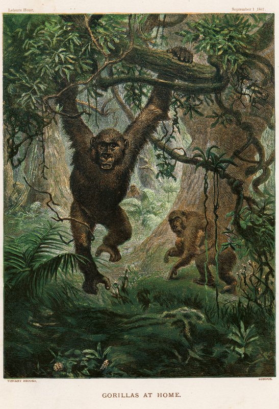 Gorillas zu Hause von Vincent Brooks