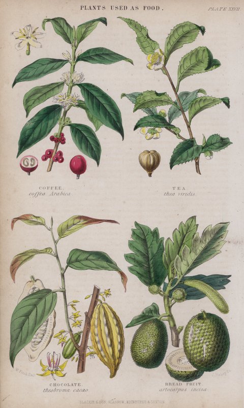 Kaffee; Tee; Schokolade; Brotfrucht (farbiger Stich) von W. Fitch