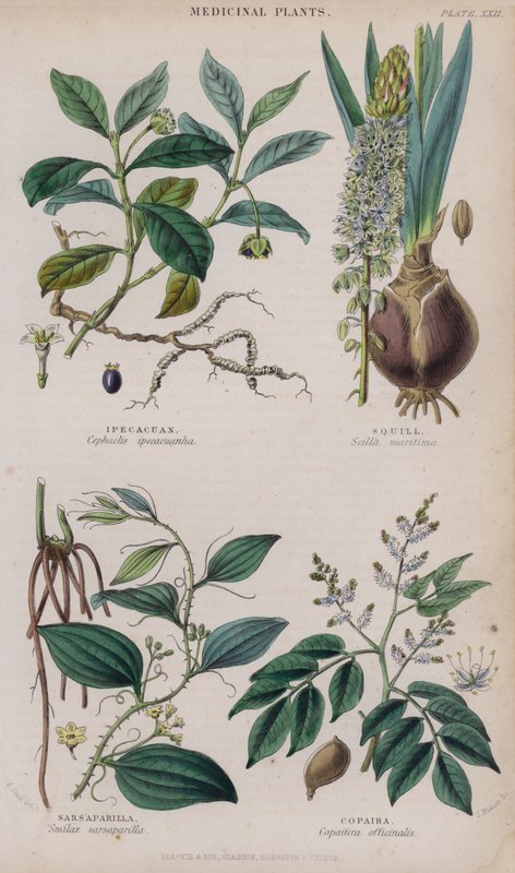 Ipecacuan; Meerzwiebel; Sarsaparilla; Copaiba (Farbstich) von W. Fitch