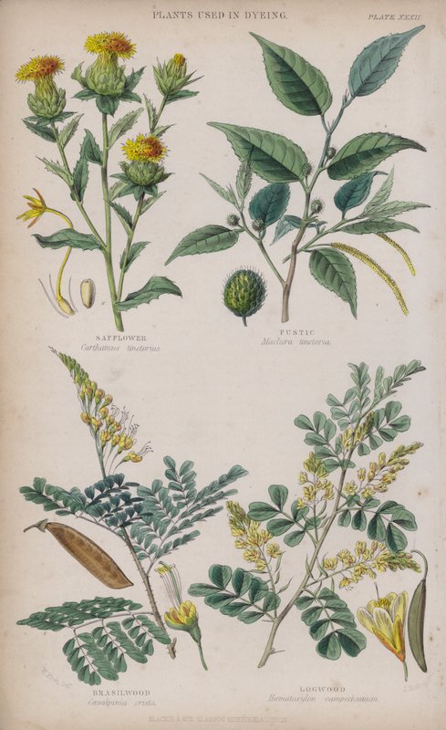 Färberdistel; Gelbholz; Brasilholz; Blauholz von W. Fitch